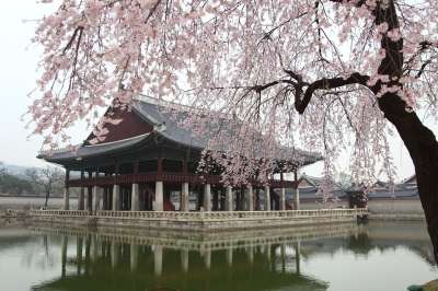 树 公园 湖 水体 大自然 景福宫 庆会儒 韩国 汉城 传统