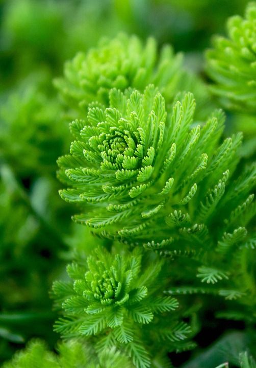 自来水厂 苔藓 氧合器 藻类 网名 水 生物多样性 植物 环境