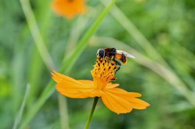 Hoverfly 昆虫 花 植物 宇宙 自然 草地 季节 秋天