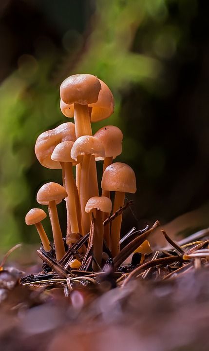 小蘑菇 迷你蘑菇 蘑菇 海绵 森林 落下 光盘真菌 森林蘑菇