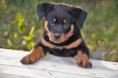 罗威纳犬 小狗 狗 宠物 可爱的 动物 夏天