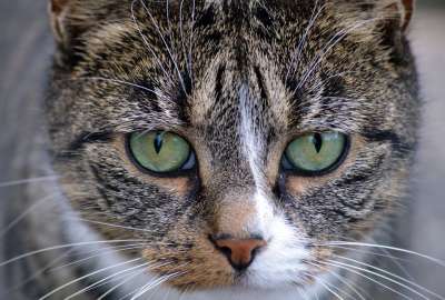 猫 家畜 动物 晶须 哺乳动物 猫脸 毛皮 眼睛 关闭