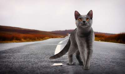 猫 景观 摄影 宠物 动物 看