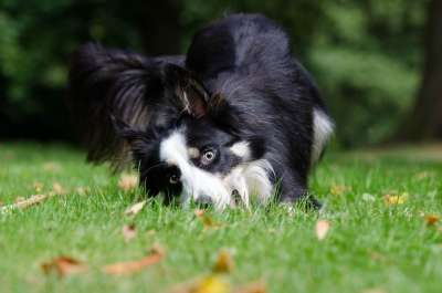乐趣 离奇的 看法 边境牧羊犬 英国牧羊犬 夏天 公园 可爱的