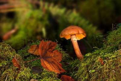 蘑菇 森林 落下 苔藓 森林地面 森林蘑菇