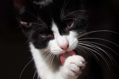 猫 家畜 动物 家猫 肖像 猫脸 关闭 Katzenkopf