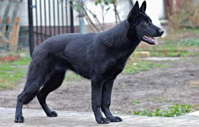 黑的德国牧羊犬 狗 纵向 美 站立