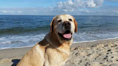 拉布拉多海 拉布拉多海滩 拉布拉多假期 猎犬海 猎犬海滩 猎犬假期