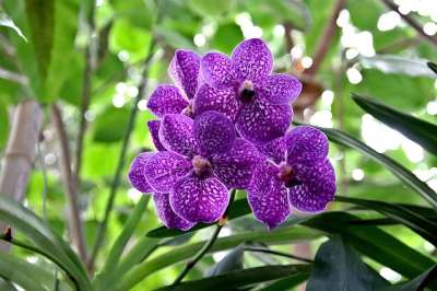 兰花 紫色 老虎 植物 鲜花 温室 Orchidophilia