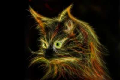 宿醉 光绘 Mainecoon 猫眼 Katzenkopf 动物肖像