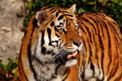 老虎 大猫 捕食者 野猫 危险的 动物园 动物 猫 自然