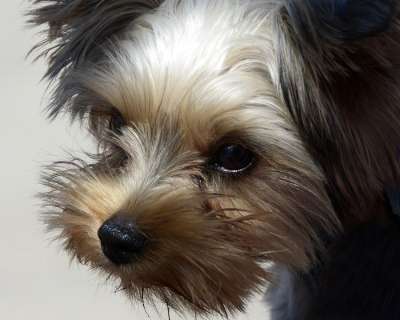 狗 动物 Yorkipoo 家畜 肖像 可爱的 野生动物 动物肖像
