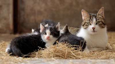 猫家族 猫 小猫 家畜 幼兽 可爱的 猫肖像 猫眼 宝贝猫