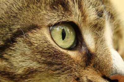猫 宿醉 家猫 猫眼 毛皮 鲭鱼 关闭 猫脸 看法 野生动物