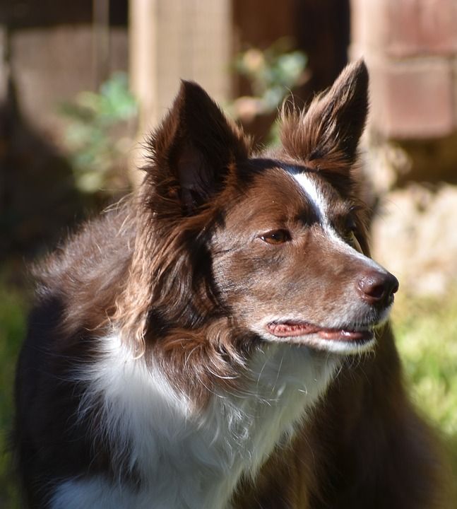 边境牧羊犬 狗 宠物 犬类 动物 哺乳动物 自然