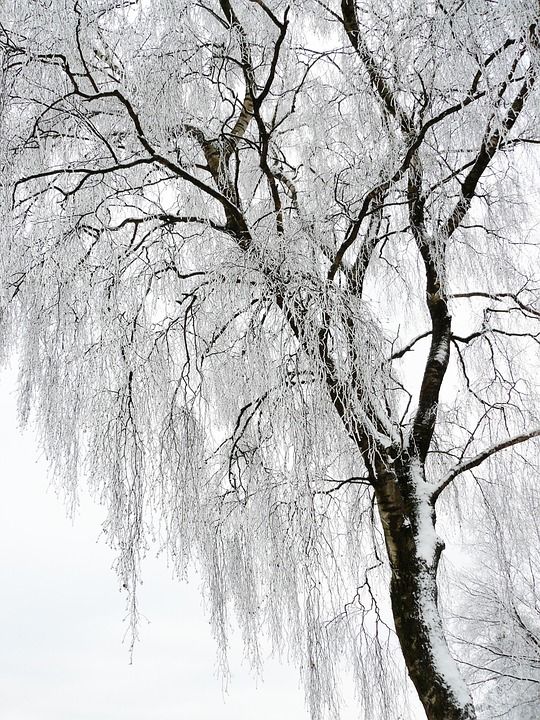冬天 白色的 寒冷的 雪 雪魔 冬梦 冬天树 树木 下雪的