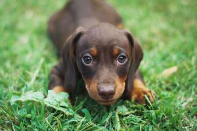 狗 小狗 腊肠犬 维纳