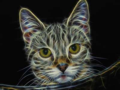 分形 猫 猫科动物 肖像 动物 选项卡式 数字艺术 数码创作