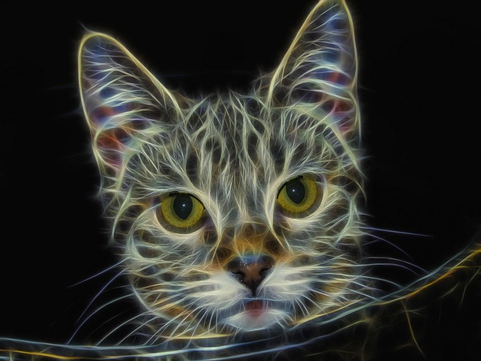 分形, 猫, 猫科动物, 肖像, 动物, 选项卡式, 数字艺术, 数码创作