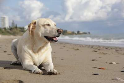 狗 拉布拉多犬 吉祥物 海滩 动物