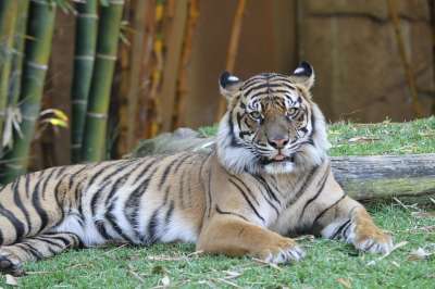 老虎 虎 大猫 捕食者 野生动物