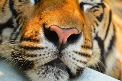老虎 猫 动物 大 自然 野生动物 食肉动物 哺乳动物 猫科动物