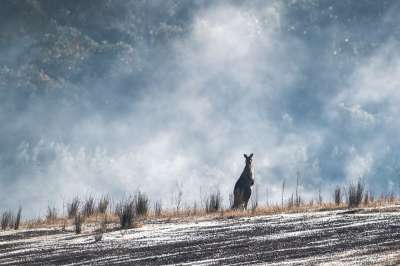 东部灰袋鼠 澳大利亚人 澳大利亚 野生动物 本国的 自然 有袋动物