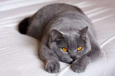 动物 哺乳动物 野生动物 动物肖像 猫 家畜 细心 眼睛 猫眼