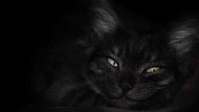 高清壁纸 猫 猫科动物 基蒂 动物 宠物 眼睛 墙纸