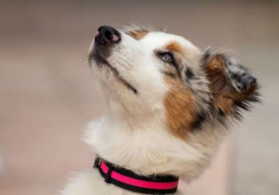 澳大利亚牧羊犬 狗 小狗 小的 可爱的 动物肖像 狗看 头 看法