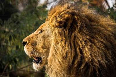 狮子 鬃毛 动物园 大猫 捕食者 男性 野猫 头