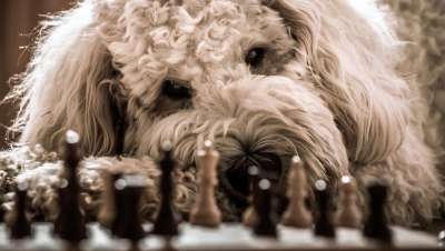 狗 金毛 象棋 玩 杂交种 家畜 动物