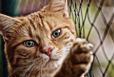 猫 红色的 鲭鱼 眼睛 乐趣 家畜 家猫 动物 野生动物 猫脸