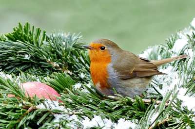 知更鸟 Erithacus Rubecula 鸟 冬天 花园 觅食