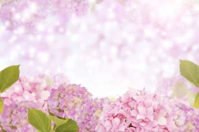 绣球花 花植物的背景 自然 花的 叶子 花瓣 盛开 明亮的