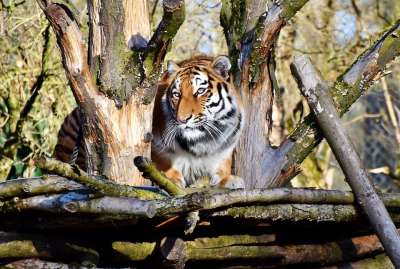 老虎 大猫 捕食者 野猫 危险的 高贵 大华 野生动物 动物园