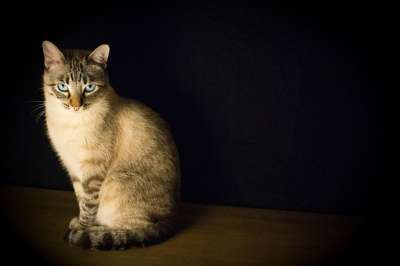 猫 动物 小猫 地面 黑暗的 黑猫 黑色物 黑暗