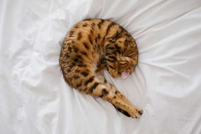 猫 小猫 宠物 动物 白色的 床 床单