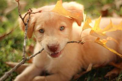 拉布拉多犬 金毛猎犬 坑 小狗 混合 上帝 有趣的 可爱的 宠物