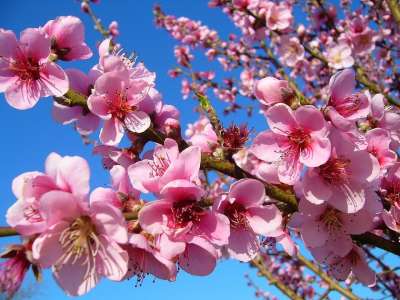 桃 花 桃花 春天 花朵 颜色 水果 玫瑰 树 自然 果树