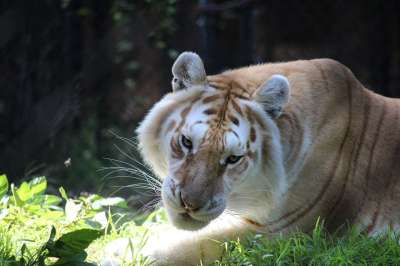 白色的老虎 老虎 猫 动物园 大猫