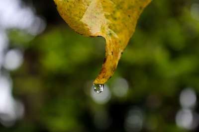 叶子 干叶 水滴 自然 雨滴 特写 背景图像 下雨天 大自然的美