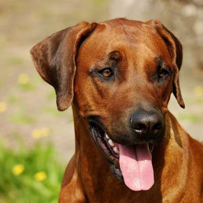 罗得西亚脊背犬 狗 毛皮 棕色的 闪闪发光 头 眼睛 晶须