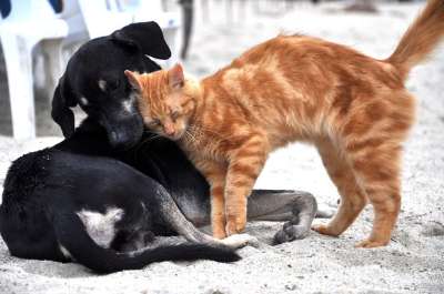 狗 猫 动物 国内 小猫咪 投标 吉祥物 猫科动物 家猫 可爱