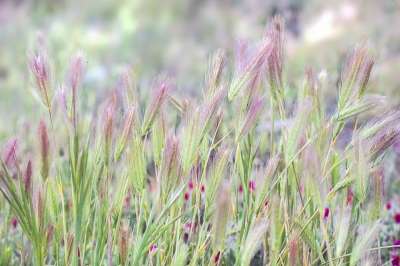 春天 峰值 花朵 植物 绿色 花的