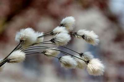 草 棉花草 棉花花 Eriophorum 泊 春天