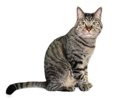 猫 爱猫 宠物