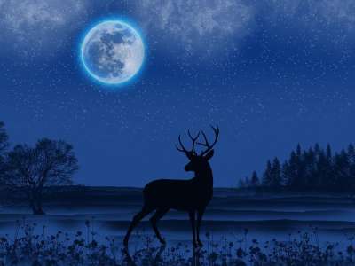 鹿 月亮 月光 夜空 星空 星星