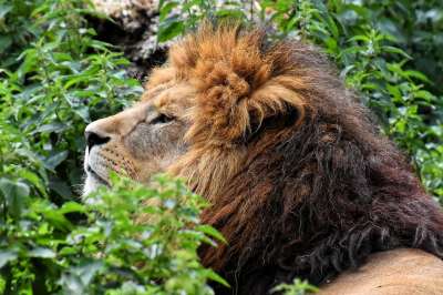 狮子 捕食者 危险的 鬃毛 大猫 男性 动物园 野生动物 非洲