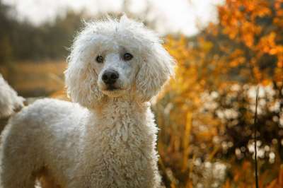 狗 贵宾犬 狗品种 白色的 落下